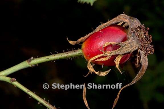 rosa canina 5 graphic